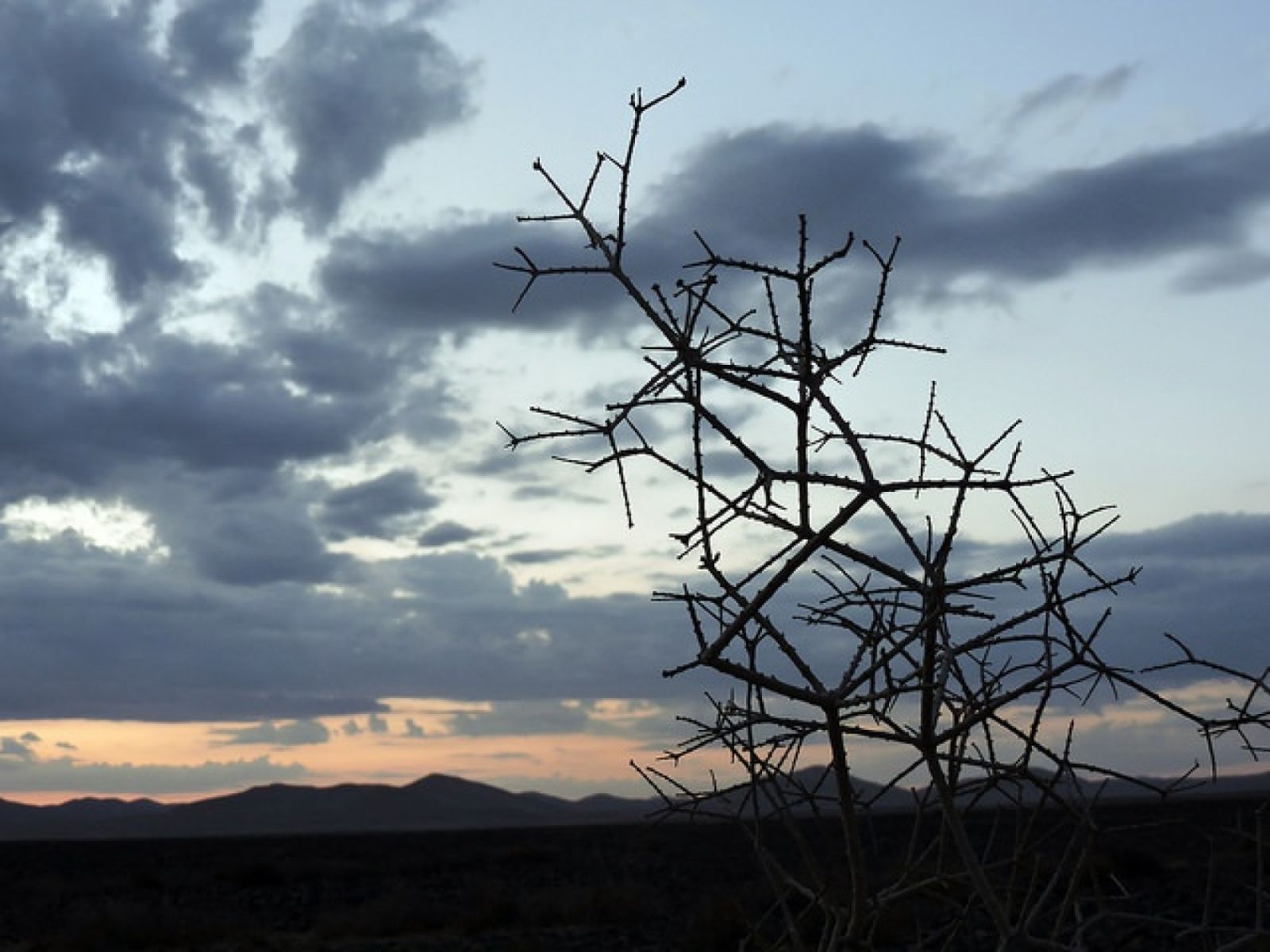 Namibia thorny bush