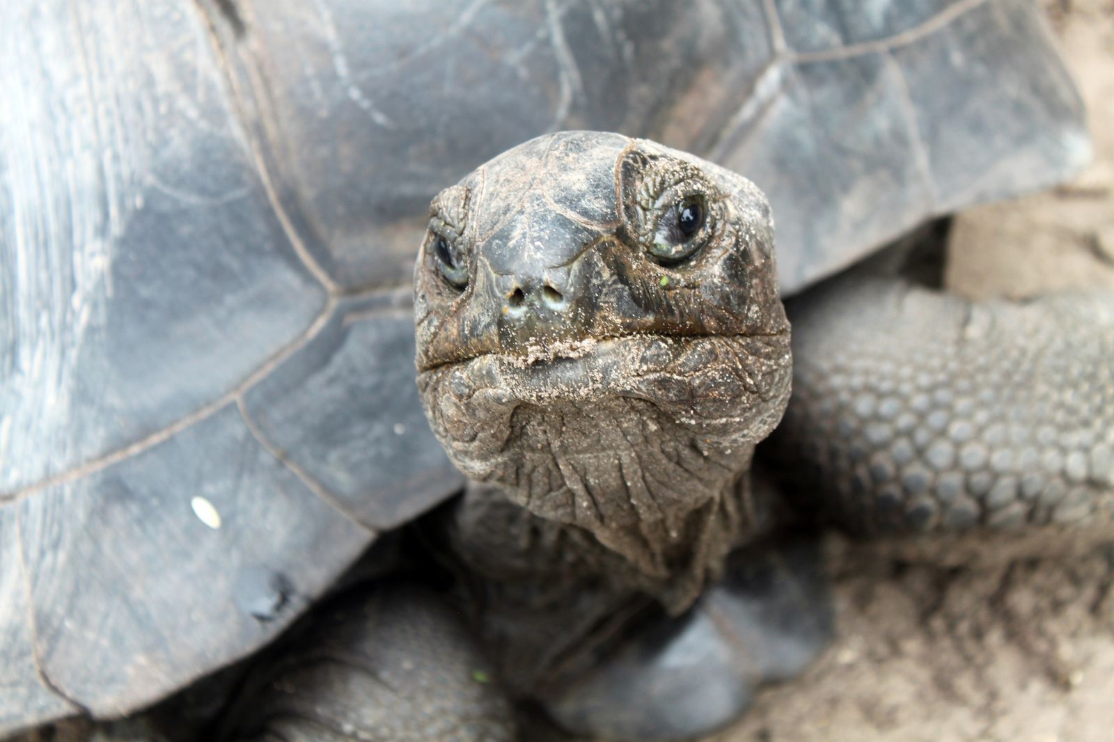 Seychelles Turtle