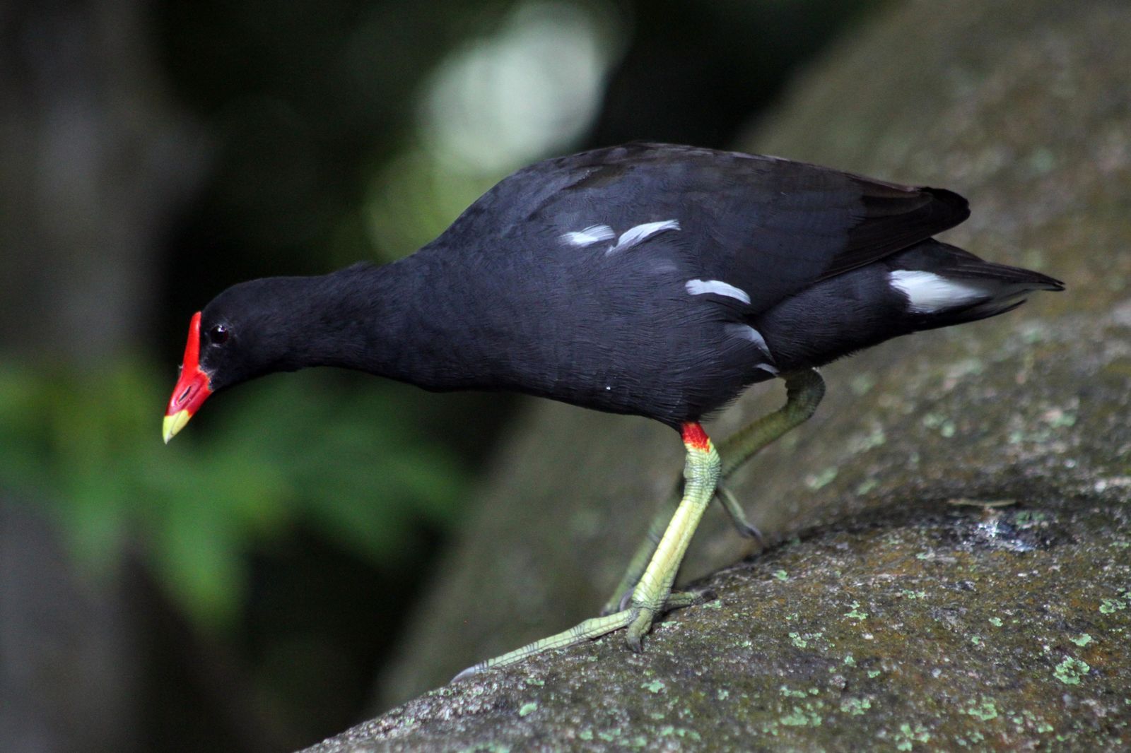 Seychelles bird