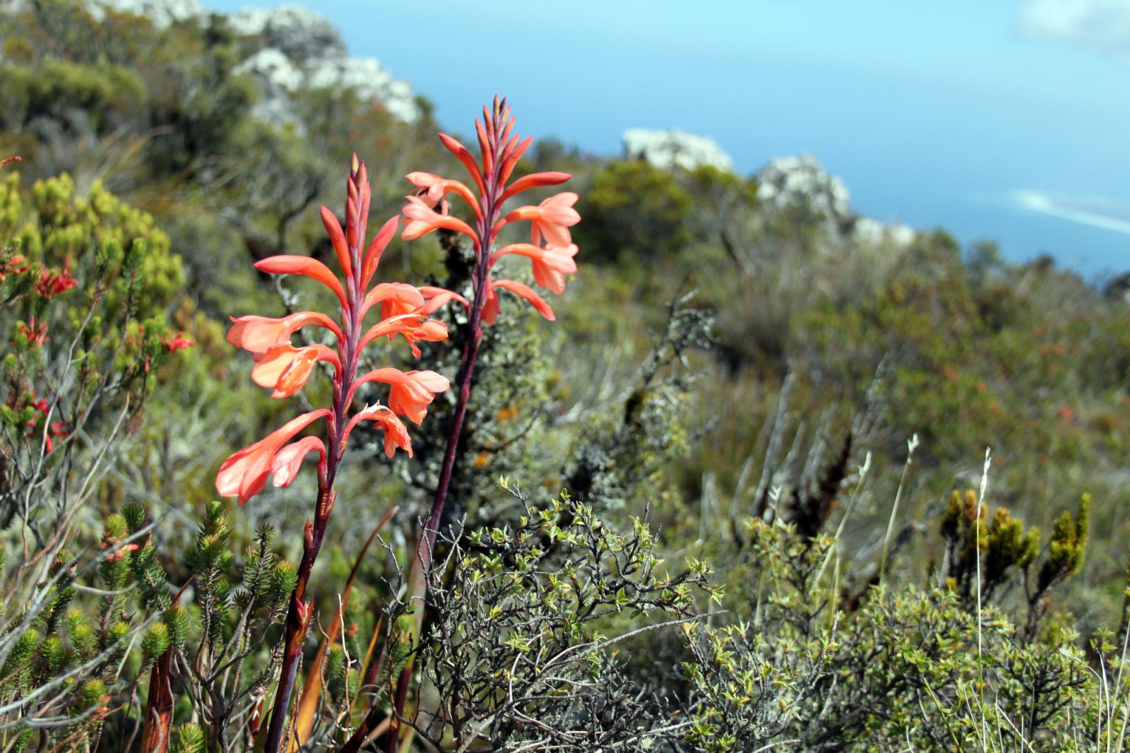South Africa, a world biodiversity hotspot – Flow.travel