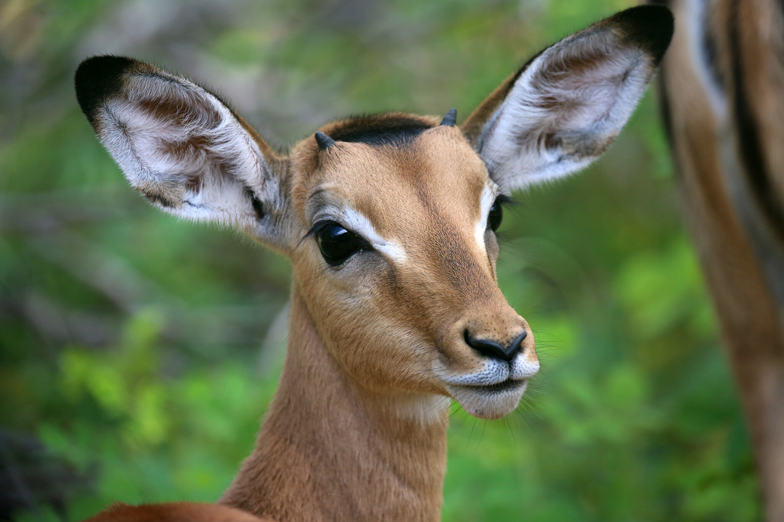 An impala up close in Chobe National Park