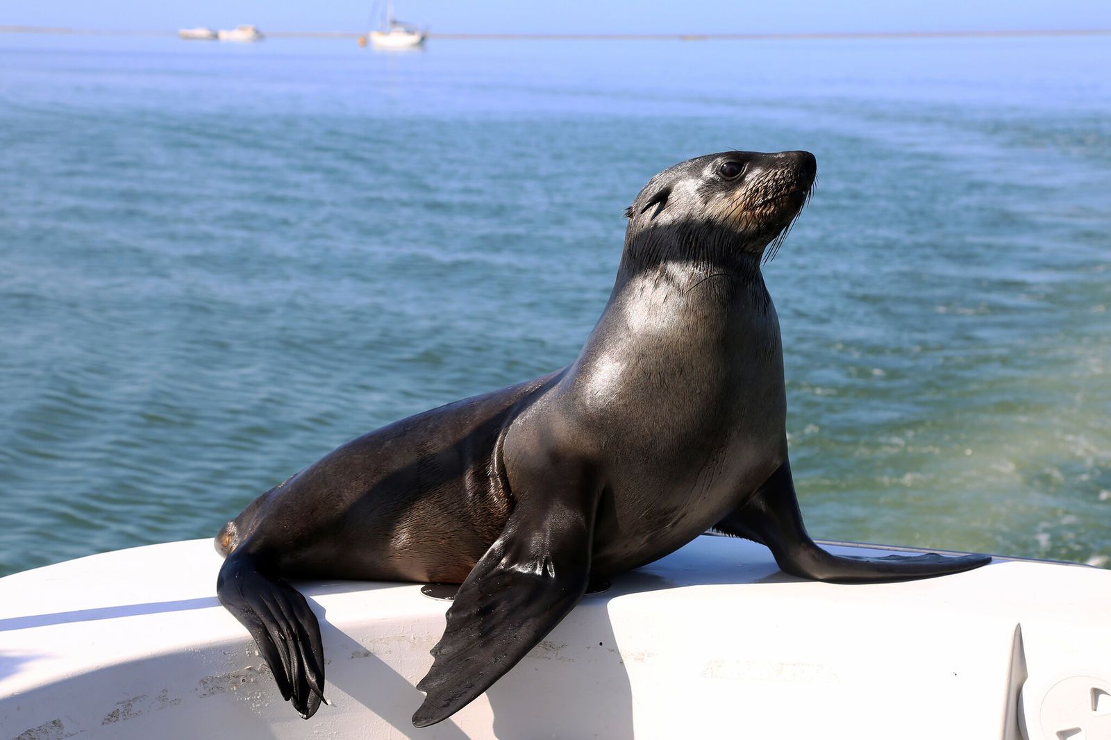 A Cape fur seal poses for visitors at Walvis Bay, Namibia