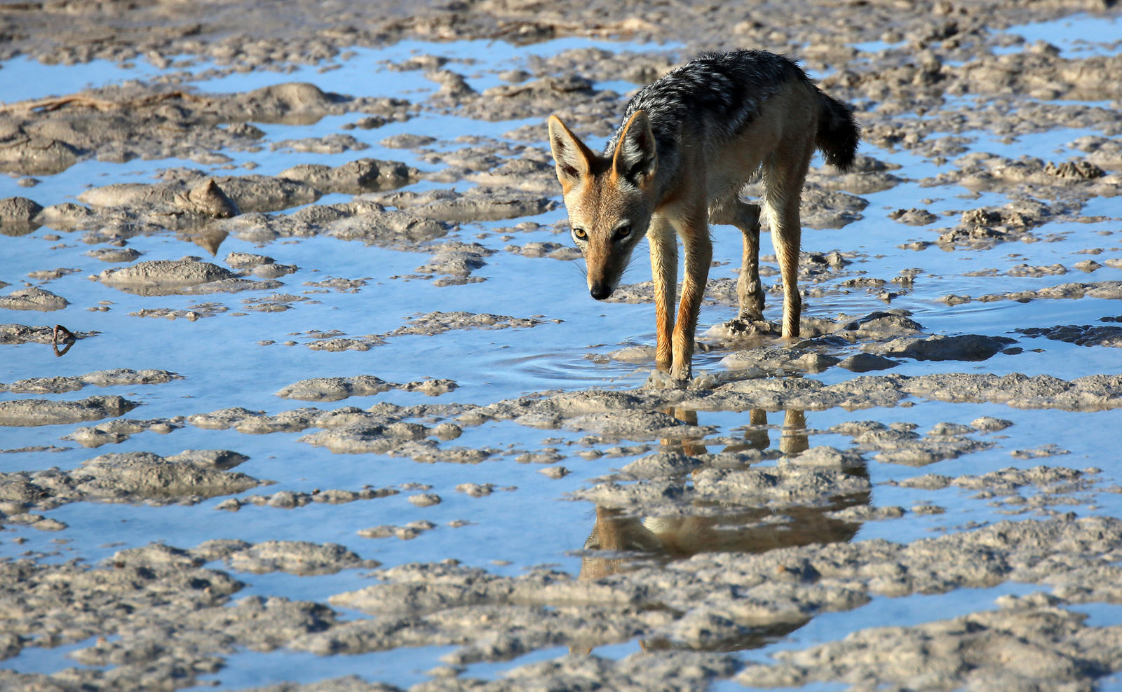 A black-backed jackal in Etosha National Park, Namibia