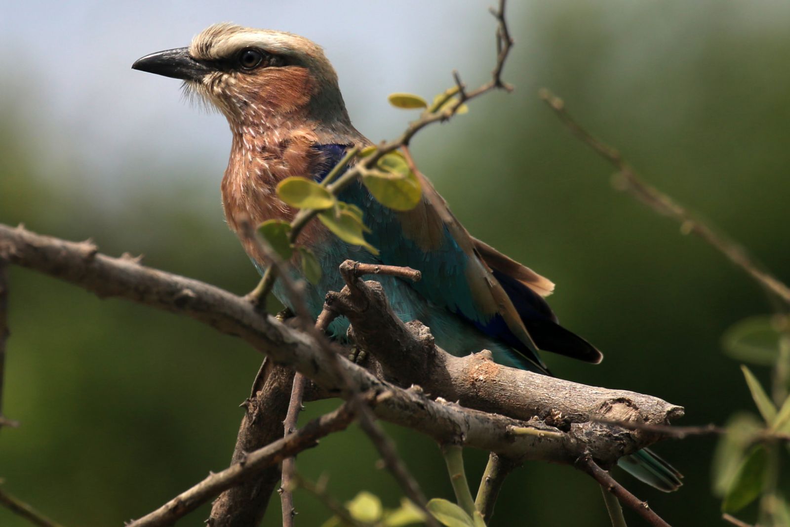 Lilac-breasted roller