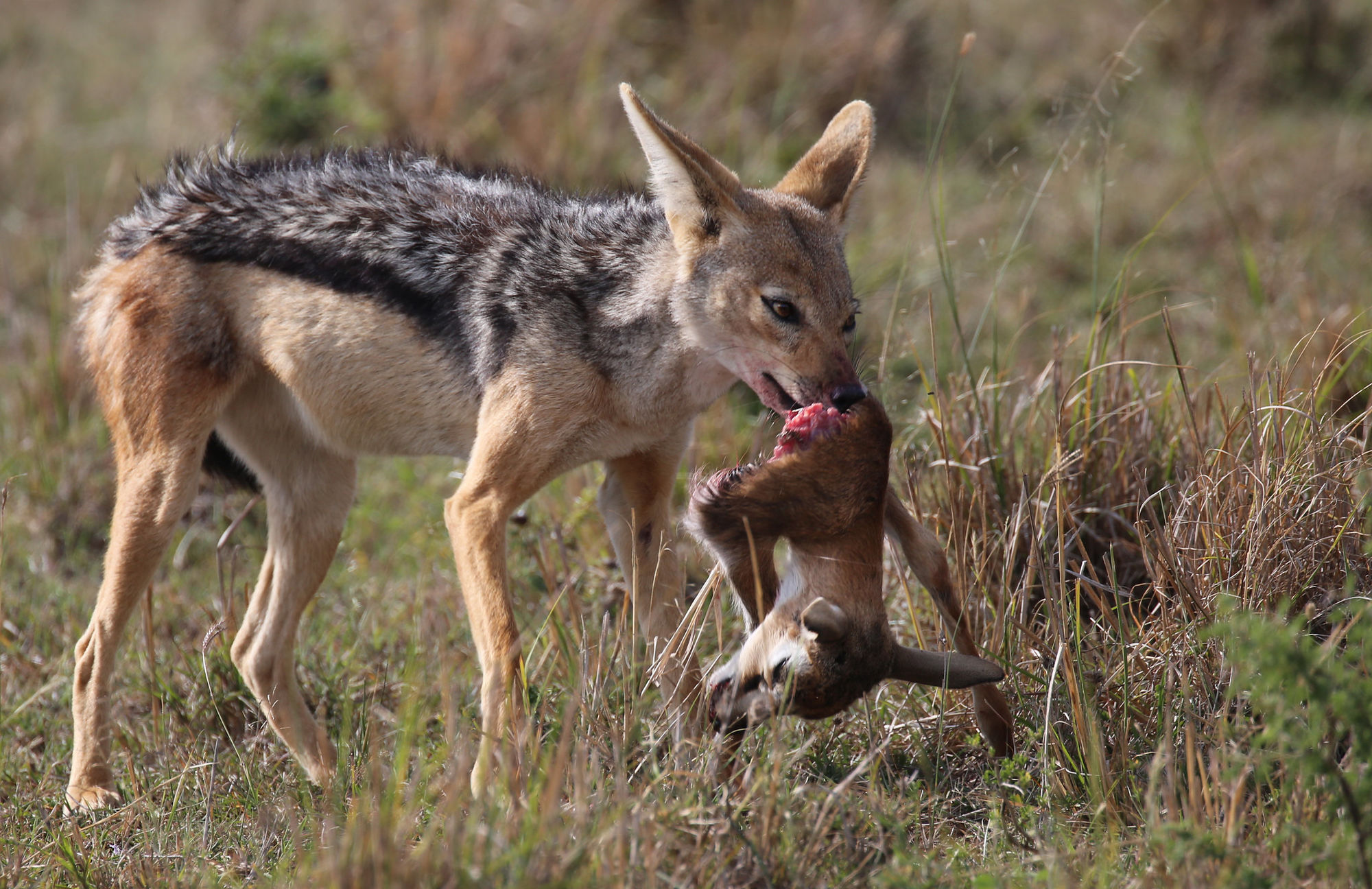 Jackals survival of the smartest in the wild